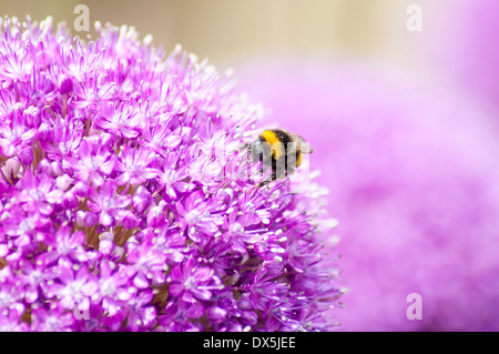 Macro Close-Up del giallo e del nero Bumble Bee su Allium fiore Foto Stock