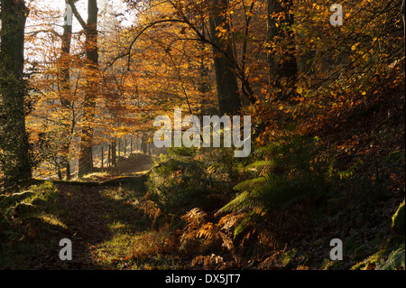 Un percorso nel bosco vicino a Loweswater, Lake District, Cumbria, Inghilterra. Il tiro viene effettuato in autunno in una giornata di sole Foto Stock