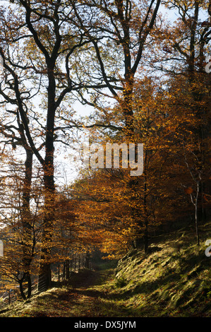 Un percorso nel bosco vicino a Loweswater, Lake District, Cumbria, Inghilterra. Il tiro viene effettuato in autunno in una giornata di sole Foto Stock