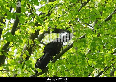 Tre capretti Corvo imperiale Corvus corax appollaiato su un ramo, appena lasciato il nido Foto Stock