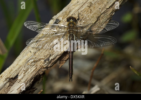 Roverella (smeraldo Cordulia aenea) femmina di recente sviluppato Foto Stock