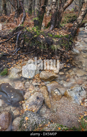 Birch & Burn a Glen Sannox nord sull'isola di Arran in Scozia. Foto Stock