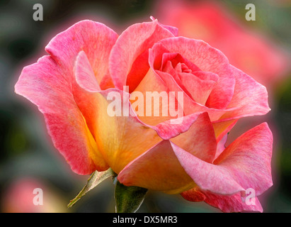 Color pastello rosa Foto Stock