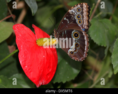 Close-up di un blu morfo (Morpho peleides) noto anche come imperatore Butterfly rovistando su un rosso fiore tropicale Foto Stock