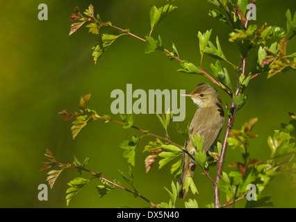 Marsh trillo (Acrocephalus palustris) Foto Stock