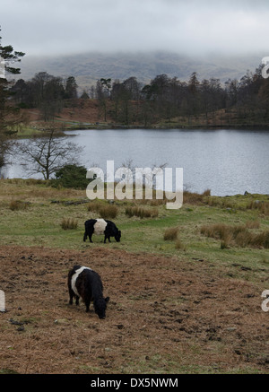 Due Belted Galloway vacche sulle rive del Tarn Hows nel Lake District inglese in un freddo e nebbioso giorno d'inverno. Foto Stock