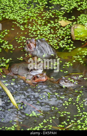 Rane comuni "Rana temporaria' coniugata in un giardino lily pond. Foto Stock