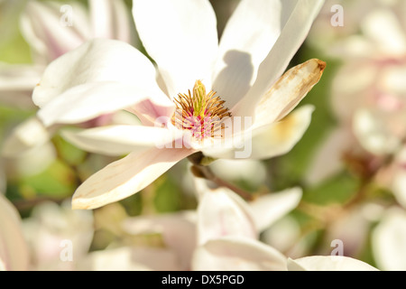 Fiori di Magnolia vicino. Foto Stock