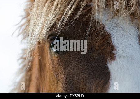 Occhio di cavallo dettaglio Foto Stock