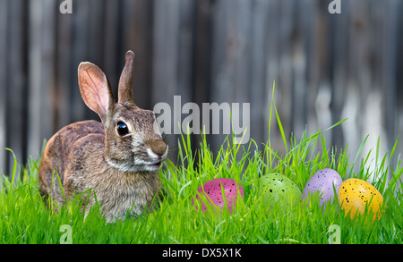 Allegro coniglietto cerchi colorati e uova di Pasqua in erba Foto Stock