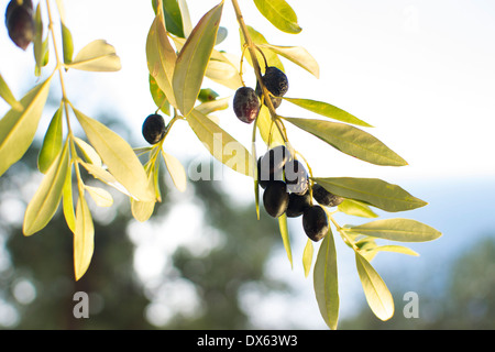 Le olive mature sui rami di alberi con il blu del mare e del cielo al di fuori della messa a fuoco in background su l'isola di Thassos, Grecia Foto Stock