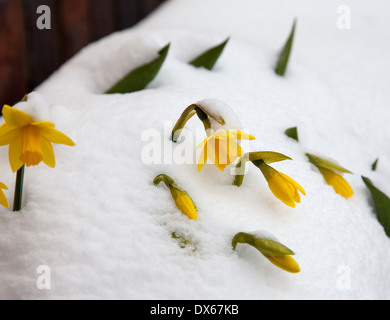 Inizio della primavera narcisi ricoperta di neve Foto Stock