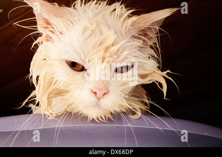 Gatto bagnato Foto Stock