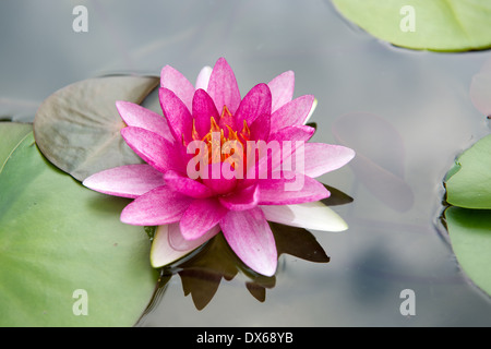 Fiore di loto, Thailandia monastero. Foto Stock