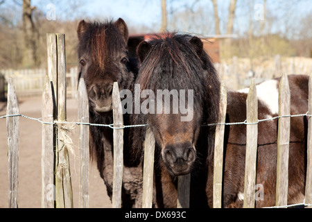 Due pony Shetland permanente al recinto e alla ricerca per la fotocamera Foto Stock