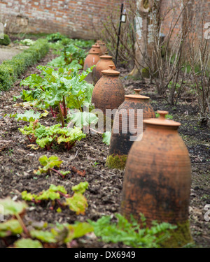 Il rabarbaro cresce accanto alla forzatura di terracotta pots in un giardino murato Foto Stock