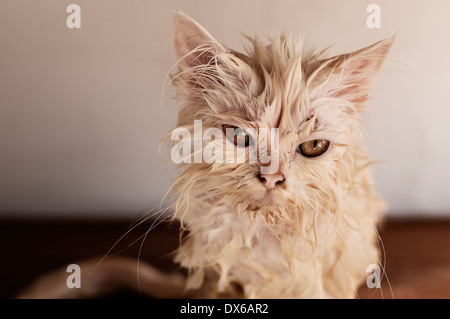 Gatto bagnato Foto Stock