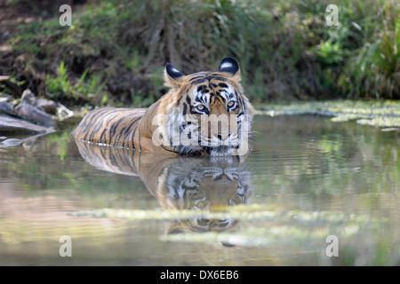 Tigre del Bengala (Panthera tigris tigris) sdraiato in stagno, Ranthambhore national park, Rajastan, India. Foto Stock