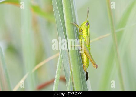 Piccolo grasshoppper oro in close-up. Foto Stock