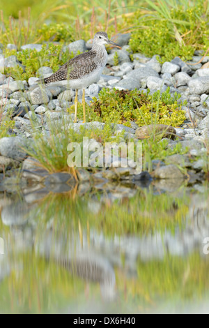 Minor Yellowleg rovistando in banca di fiume Foto Stock