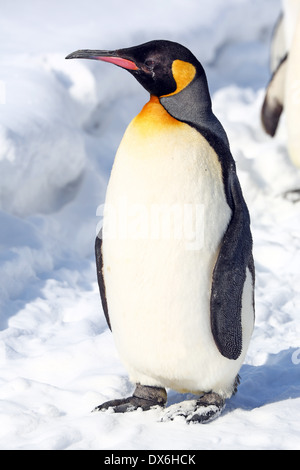 Penguin a piedi a Asahiyama Zoo in Asahikawa, Giappone Foto Stock