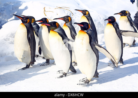 Penguin a piedi a Asahiyama Zoo in Asahikawa, Giappone Foto Stock