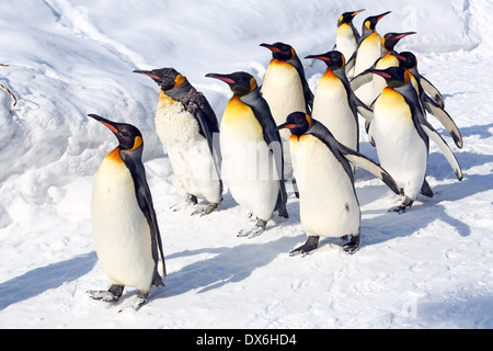 Penguin a piedi a Asahiyama Zoo in Asahikawa, Giappone Foto Stock