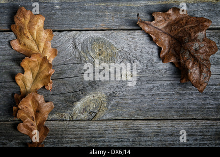 A secco di foglie di quercia su schede di colore grigio Foto Stock