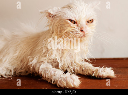 Gatto bagnato Foto Stock