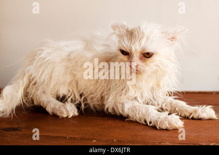 Gatto bagnato Foto Stock