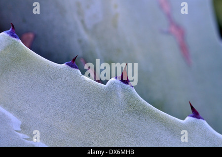 Ripresa macro di foglie di agave Foto Stock
