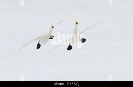 Whooper cigni (Cygnus cygnus) sul ghiaccio e nell'acqua di Kussharo, lago vulcanico, Akan, Hokkaido, Giappone Foto Stock