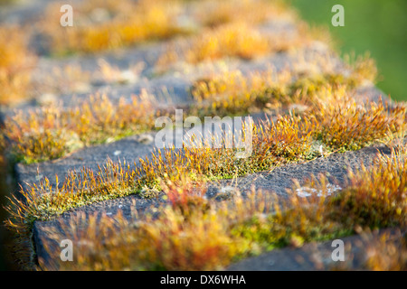 Close up di muschio piante che crescono nelle crepe in una parete che illustra biotico agenti atmosferici da piante, REGNO UNITO Foto Stock