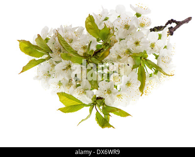 Fioriture primaverili di ciliegio isolati su sfondo bianco di alta qualità studio shot Foto Stock