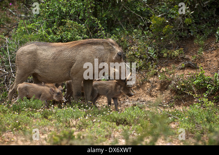 Addo Elephant National Park Foto Stock