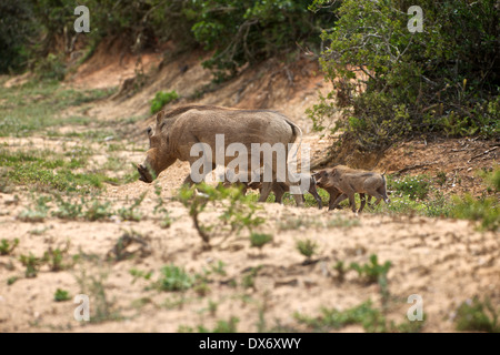 Addo Elephant National Park Foto Stock