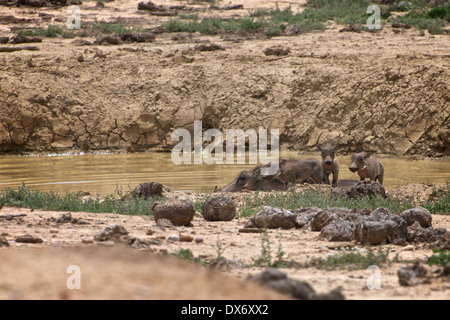 Addo Elephant National Park Foto Stock