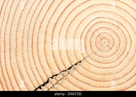 Cerchi di una trave di legno durante il taglio trasversale Foto Stock