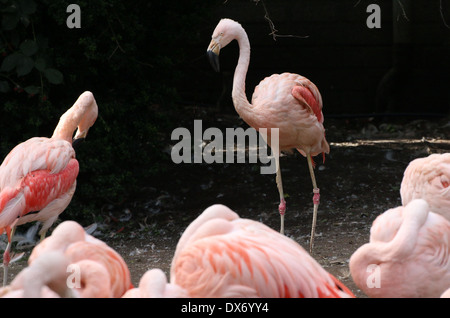 Fenicotteri cileni (Phoenicopterus chilensis) in zoo Emmen, Paesi Bassi Foto Stock