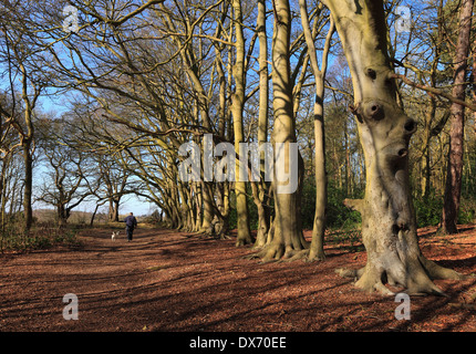 Un uomo a piedi i suoi cani nel bosco a Snettisham in Norfolk. Foto Stock