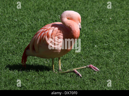 Flamingo cileni (Phoenicopterus chilensis) Foto Stock