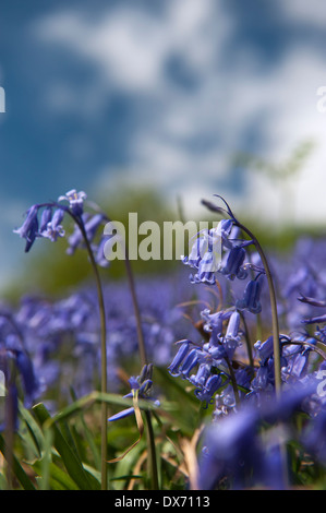 Bluebells (Hycinthoides non scripta) in piena fioritura di copertura lato bancario in primavera Foto Stock