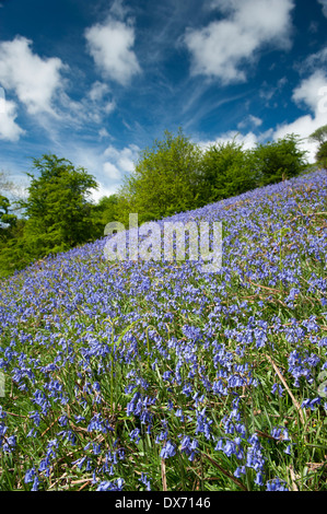 Bluebells (Hycinthoides non scripta) in piena fioritura di copertura lato bancario in primavera Foto Stock