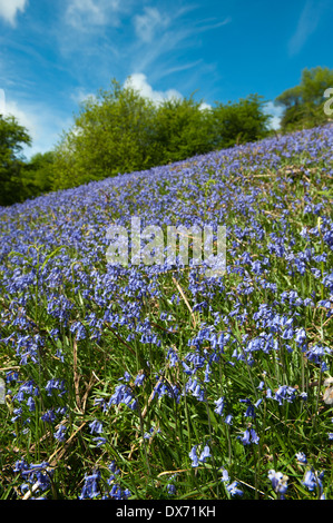 Bluebells (Hycinthoides non scripta) in piena fioritura di copertura lato bancario in primavera Foto Stock