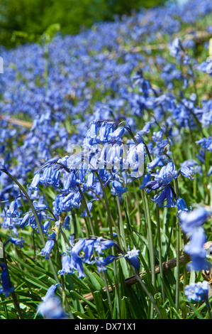 Bluebells (Hycinthoides non scripta) in piena fioritura di copertura lato bancario in primavera Foto Stock