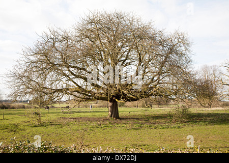 Cavallo castagno, Aesculus hippocastanum, in inverno in crescita in campo, Sutton, Suffolk, Inghilterra Foto Stock