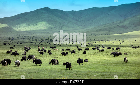 Yak tibetani nella prateria,sichuan , Cina Foto Stock