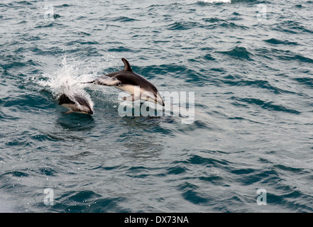 Dusky delfini (Lagenorhynchus obscurus). Parte di un pod di piccole dimensioni a seguito di una imbarcazione. Foto Stock