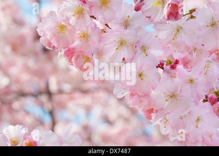 particolare di fiori di ciliegio bianco in primavera Foto stock - Alamy