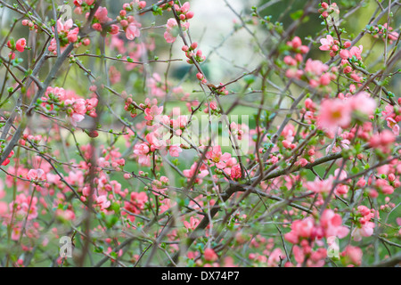 La molla lo sfondo con il fiore rosa, fiori e boccioli Foto Stock